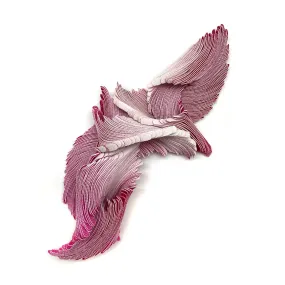 From a Carpodacus Erythrinus No.1